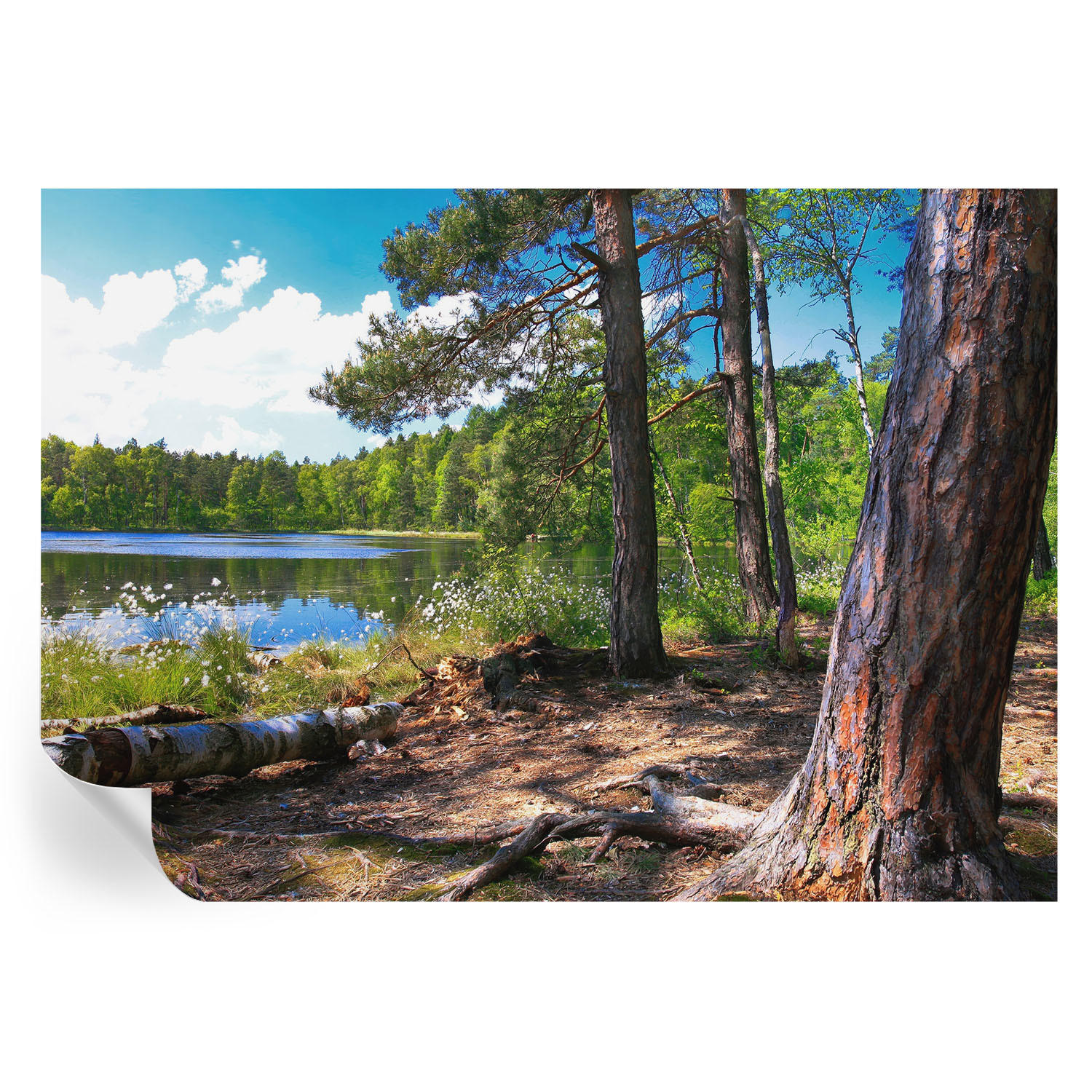 FOTOTAPETE 208x146 cm - Waldlandschaft - Grün, Textil (208/146cm) - Wallfluent