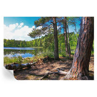 FOTOTAPETE 208x146 cm - Waldlandschaft - Grün, Textil (208/146cm) - Wallfluent