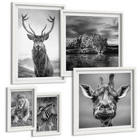 BILDER SET 5er Set - 50x50 cm & 20x30 cm & 40x60 cm Weißer Rahmen - Wildtiere Löwe Jaguar Giraffe Zebras - Weiß, Kunststoff (40/60cm) - TULUP