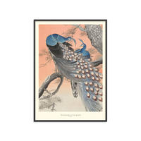 POSTER mit Rahmen A.P. Atelier - Two Peacocks on Tree Branch - Multicolor/Schwarz, Holz/Papier (70/100cm) - Poster&Frame