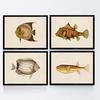 POSTER Set mit 4 FischWeinleseEffekt brauner gelber Ton A4 Rahmenlos - Klar, Papier (29.7/3cm) - Nacnic