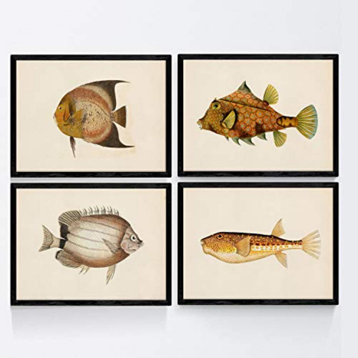 POSTER Set mit 4 FischWeinleseEffekt brauner gelber Ton A4 Rahmenlos - Klar, Papier (29.7/3cm) - Nacnic