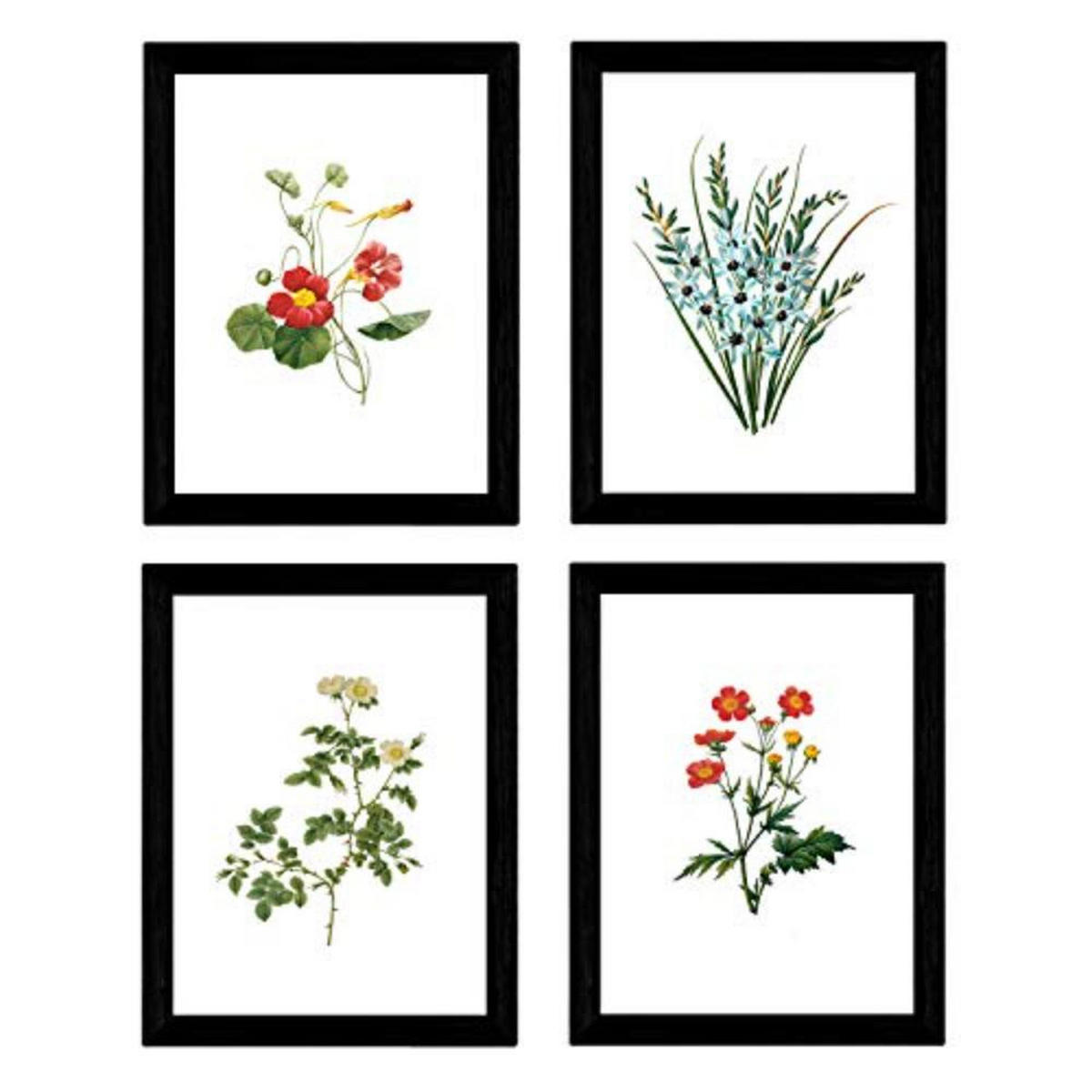 POSTER Set mit 4 Botanischen Stils Sensitive A3 Rahmenlos - Klar, Papier (29.7/3cm) - Nacnic