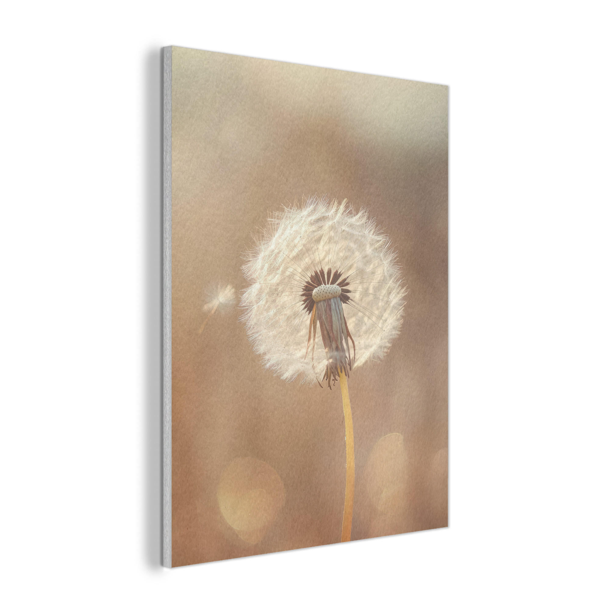 AKUSTIKPANEEL Löwenzahn - Beige - Natur - Blume 60x80 cm - Hellbraun, Textil (60/0.9/80cm) - MuchoWow