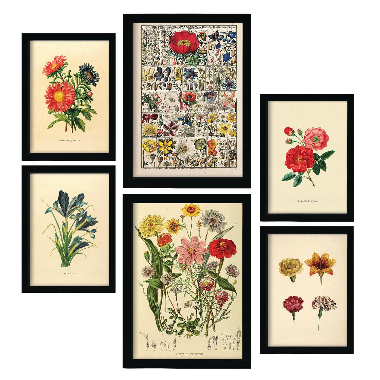 POSTER Set Mit 6 Blumen In Vintage A3 & A4 Schwarzer Rahmen - Schwarz, Papier (29/3cm) - Nacnic