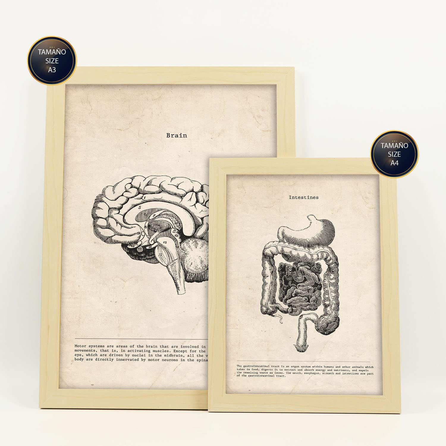 POSTER Set Mit 6 Organe Medizinische Illustrationen Im Vintage Stil Von Anatomie, Körperteilen, Knochen Und Muskeln A3 & A4 Rahmen Aus Hellem Holz - Beige, Papier (29/3cm) - Nacnic