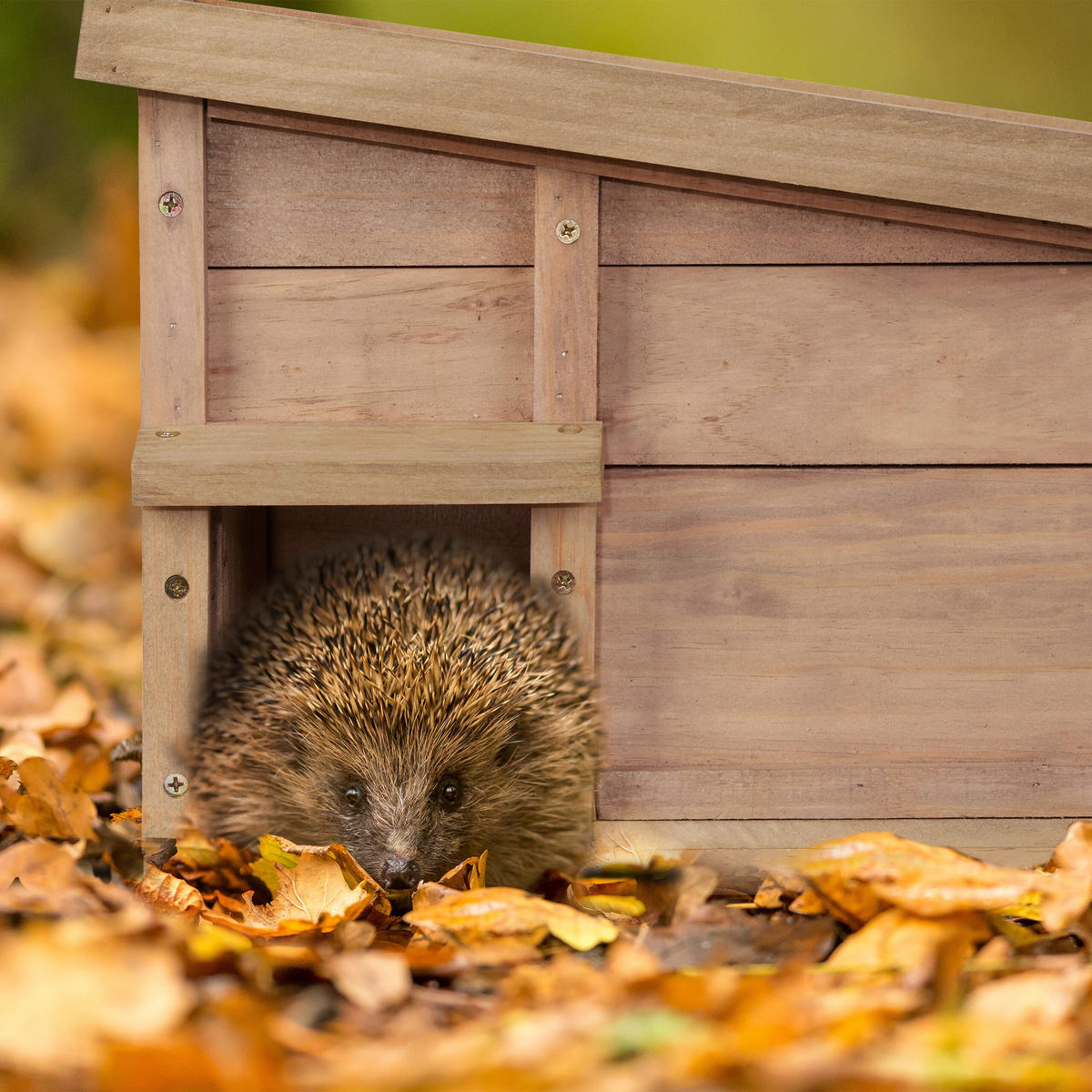 IGELHAUS - Hellbraun, Holz/Kunststoff (40/30/34cm) - Relaxdays
