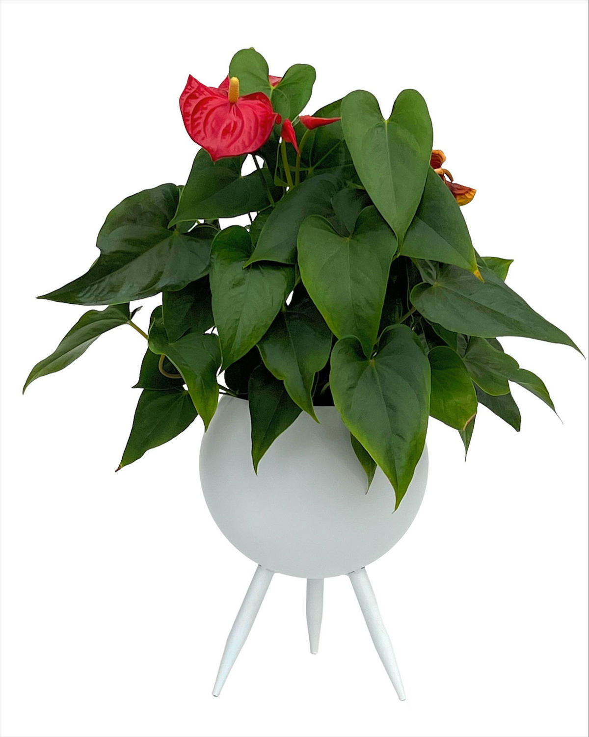 BLUMENHOCKER Metall mit Topf Weiß 27 cm 96259 L - Weiß, Metall (20/27/20cm) - DanDiBo