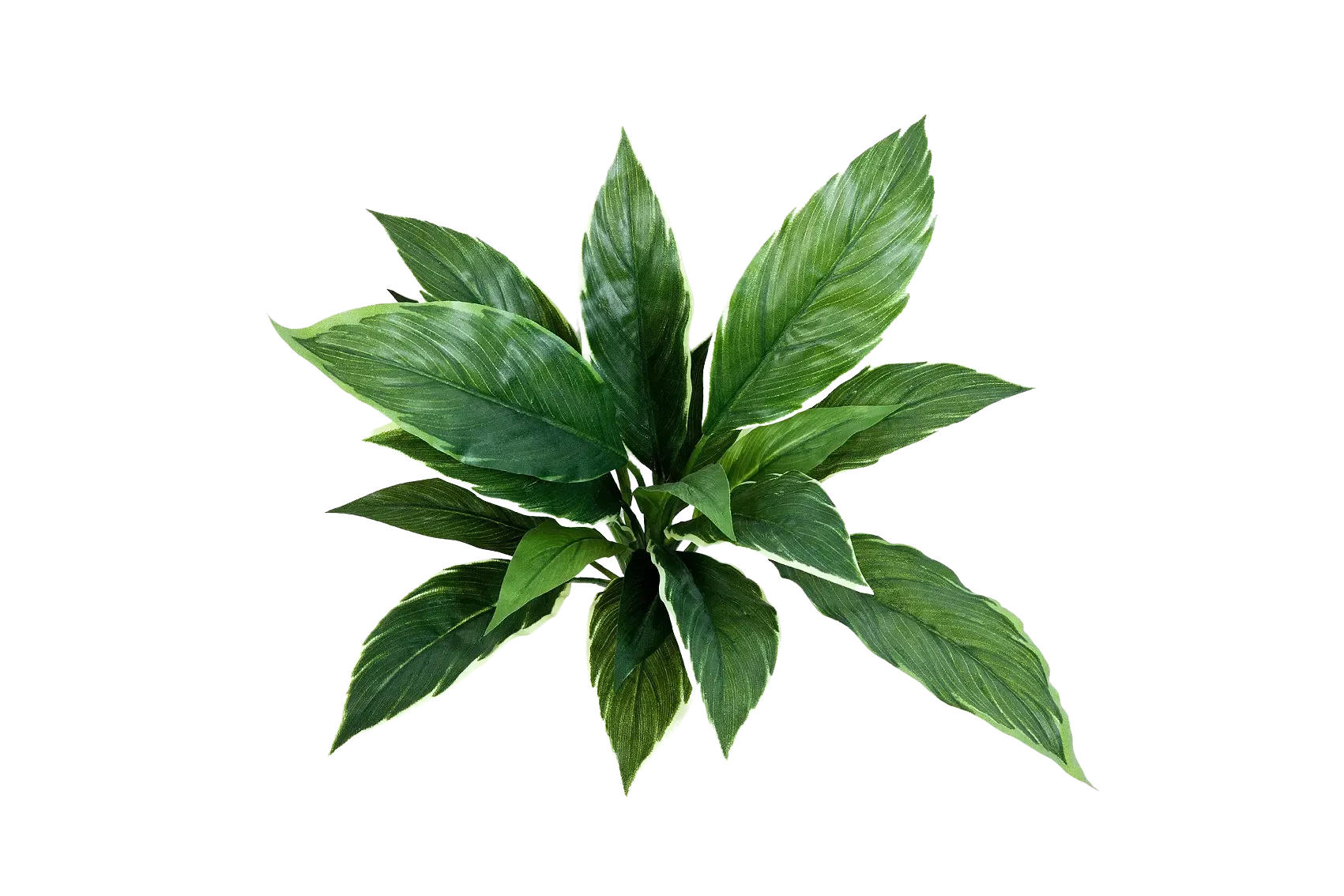 KUNSTPFLANZE Künstliche Cordyline - Phil 30 cm - Grün, Kunststoff (30cm) - aplanta