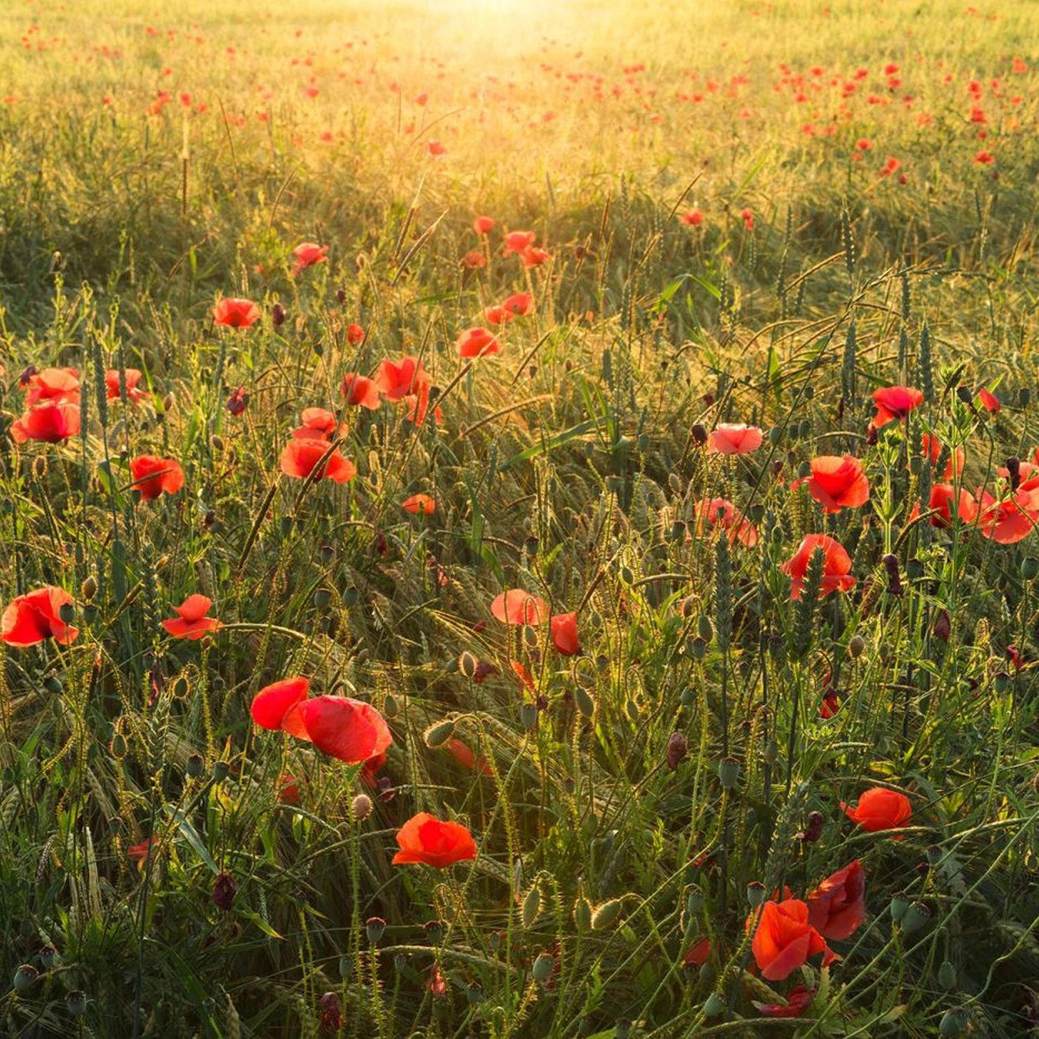 FOTOTAPETE Mohnblumen 450 x 280 cm - Grün, Papier (450/280cm) - Sanders & Sanders