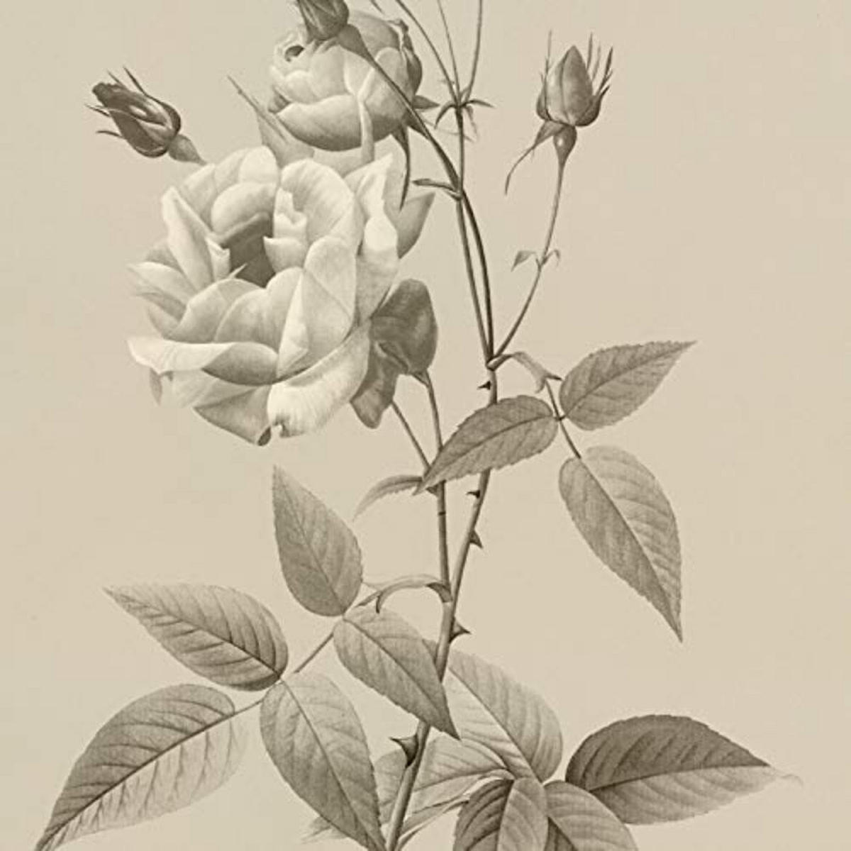 POSTER Set mit 4 Botanischen Stils Rosa weich Jahrgang Hintergrund A3 Rahmenlos - Klar, Papier (29.7/3cm) - Nacnic