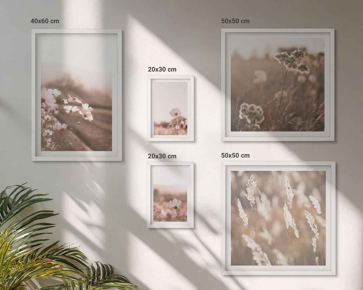 WANDBILDER 5er-Set - 50x50 cm & 20x30 cm & 40x60 cm Weißer Rahmen - Wildblumen auf den Wiesen im Sommer - Weiß, Kunststoff (40/60cm) - ArtPrintCave