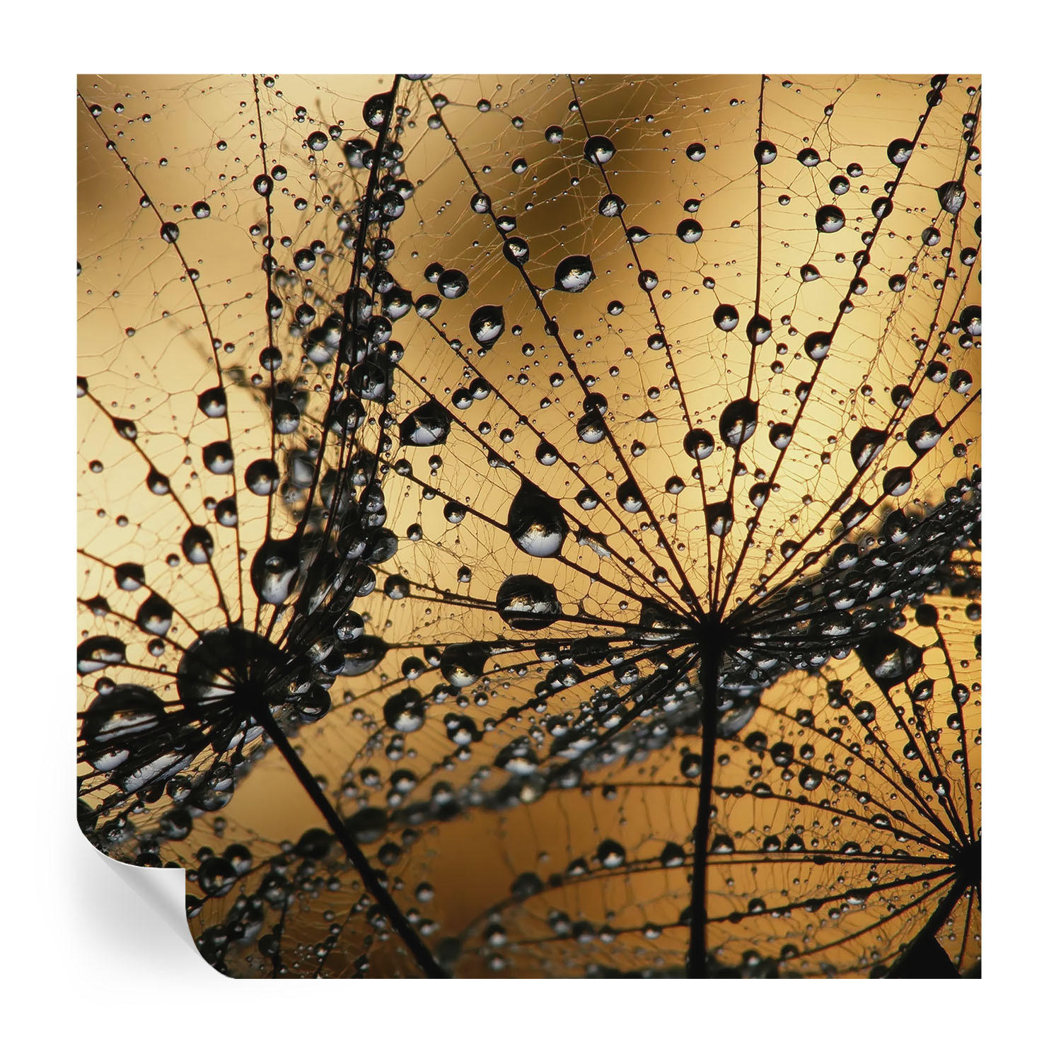 FOTOTAPETE 250x250 cm - Zarte Tropfen - Weiß, Textil (250/250cm) - Wallfluent