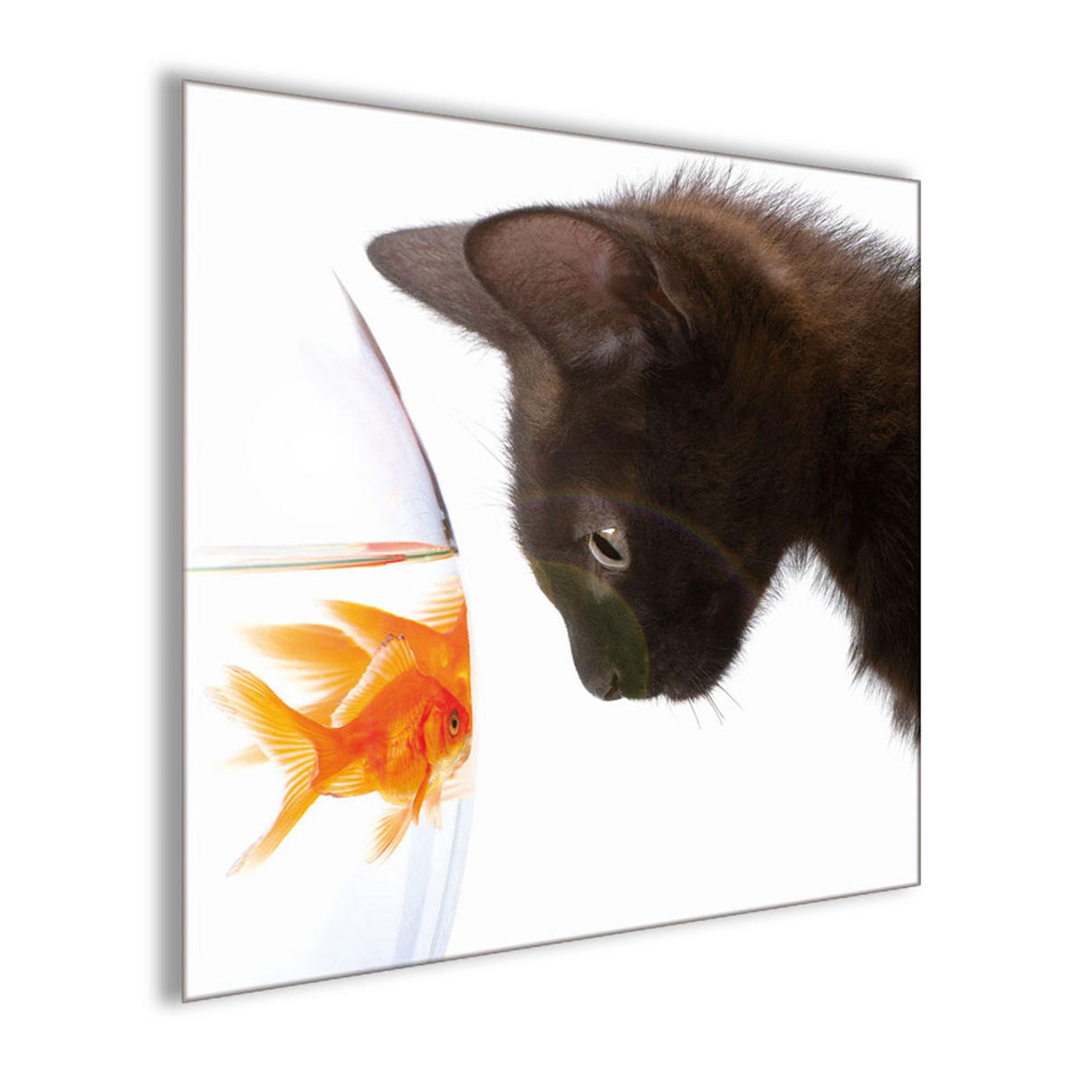 GLASBILD 30×30 cm Katze Goldfisch - Orange, Glas (30/30cm) - artissimo