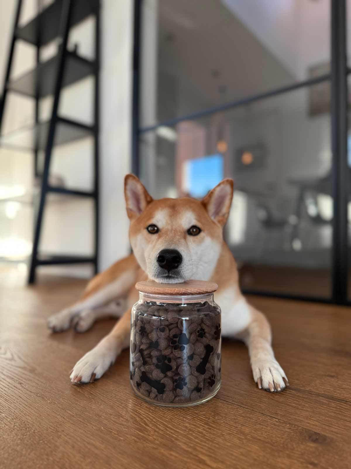 LECKERLI-DOSEN MIT DECKEL Mika Dog transparent ø 12 cm 6er Set - Transparent, Glas (12/14/12cm) - Ritzenhoff Breker