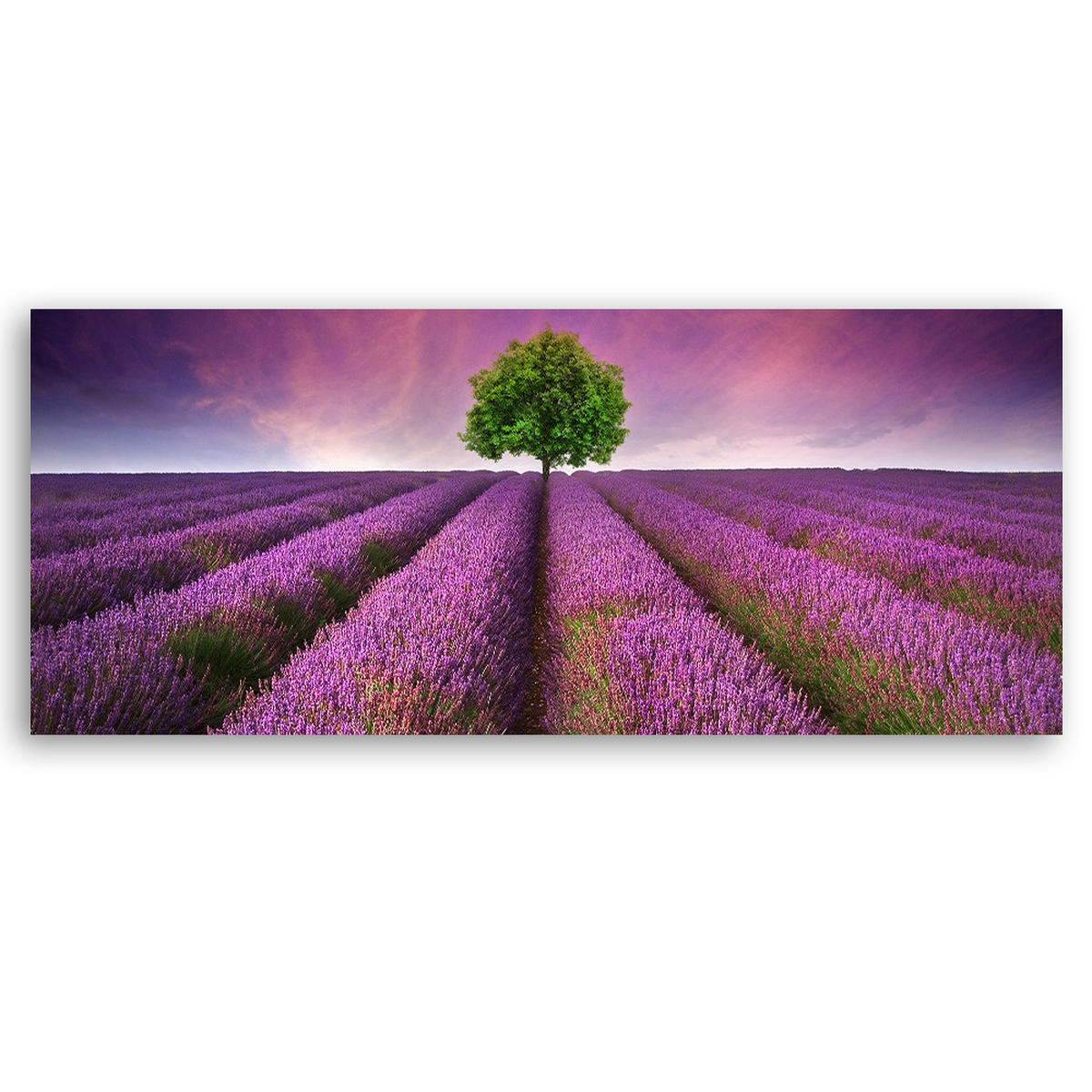 WANDBILD feld mit lavendel - Lila, Textil (90/30cm) - Feeby