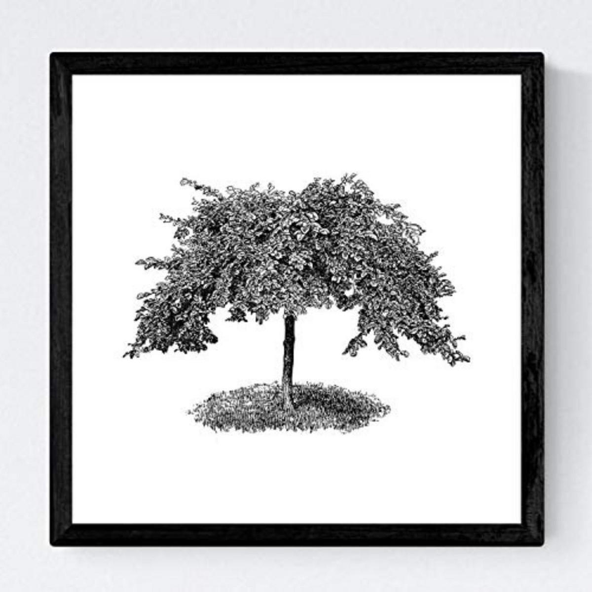 POSTER Set mit 4 Bädern Zierbäume weißer Hintergrund 20x20cm Schwarzer Rahmen - Schwarz, Papier (20/3cm) - Nacnic