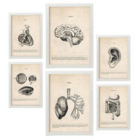 POSTER Set Mit 6 Organe Medizinische Illustrationen Im Vintage Stil Von Anatomie, Körperteilen, Knochen Und Muskeln A3 & A4 Weißer Rahmen - Weiß, Papier (29/3cm) - Nacnic