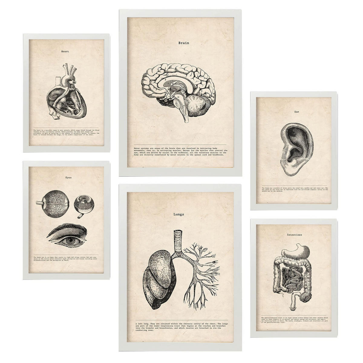 POSTER Set Mit 6 Organe Medizinische Illustrationen Im Vintage Stil Von Anatomie, Körperteilen, Knochen Und Muskeln A3 & A4 Weißer Rahmen - Weiß, Papier (29/3cm) - Nacnic