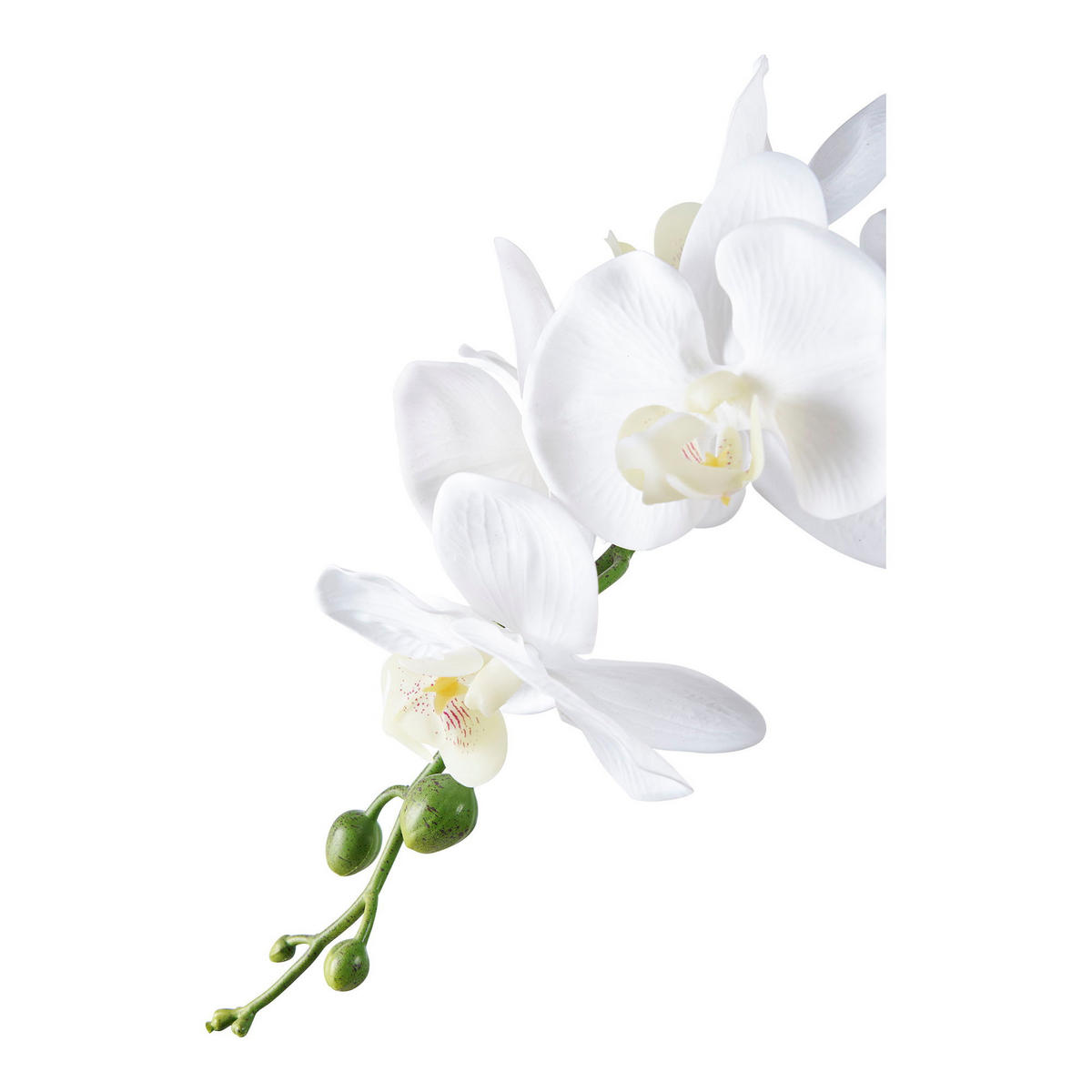 ORCHIDEE PE-Kunststoff Grün / Weiß - Weiß, Kunststoff (34cm) - tinkaro