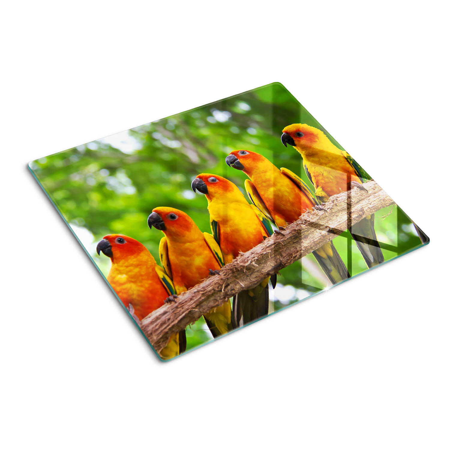 GLASPLATTE 60x52 cm Ein Zweig der Papageien - Orange, Glas (60/0.4cm) - TULUP