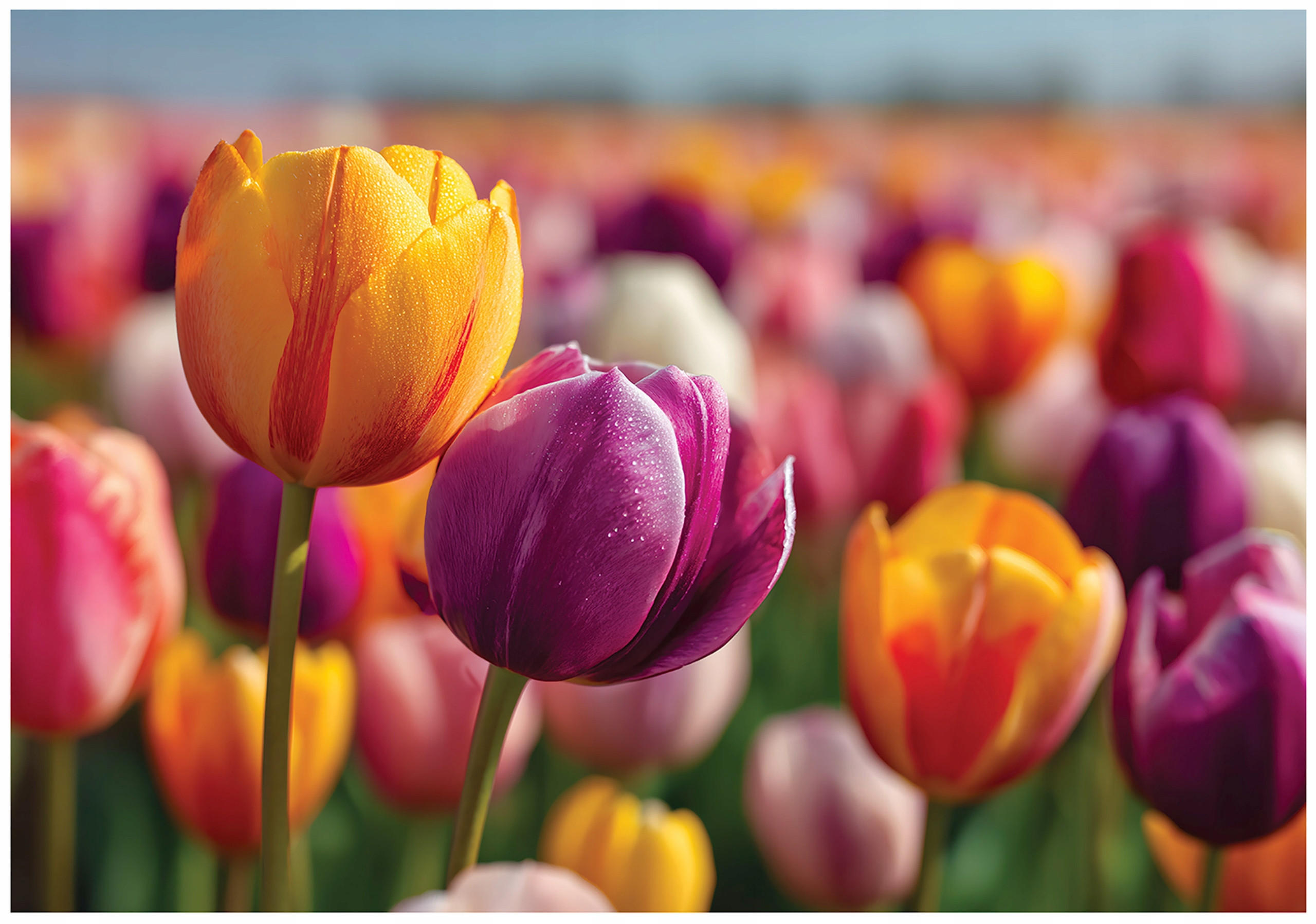 Wallarena FOTOTAPETA Květiny Tulipány Barevné 300x210 cm