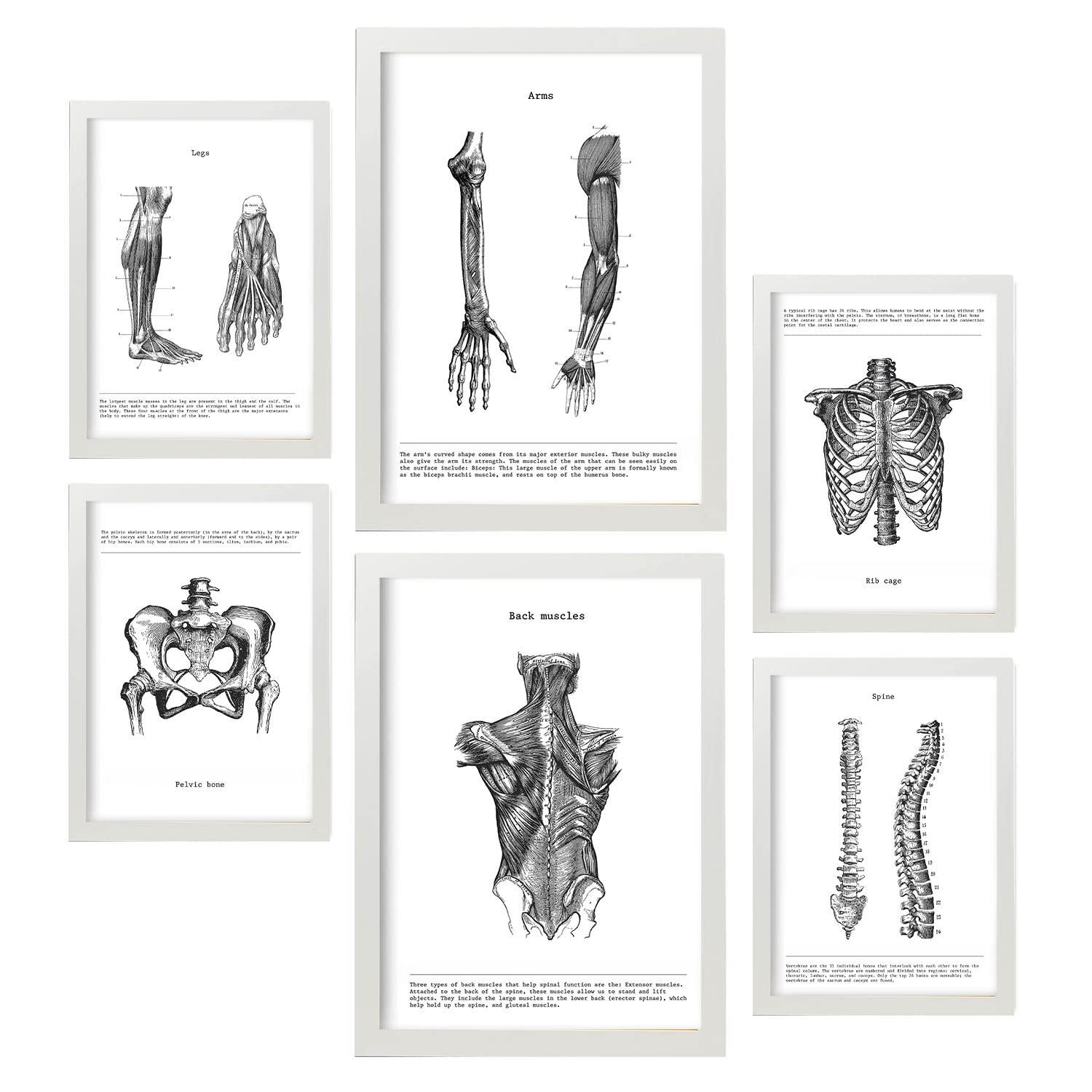 POSTER Set Mit 6 Anatomiebilder von Muskeln und Knochen, Rücken, Bein, Arm, Wirbelsäule, Becken, Rippen A3 & A4 Weißer Rahmen - Weiß, Papier (29/3cm) - Nacnic