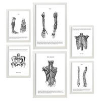 POSTER Set Mit 6 Anatomiebilder von Muskeln und Knochen, Rücken, Bein, Arm, Wirbelsäule, Becken, Rippen A3 & A4 Weißer Rahmen - Weiß, Papier (29/3cm) - Nacnic