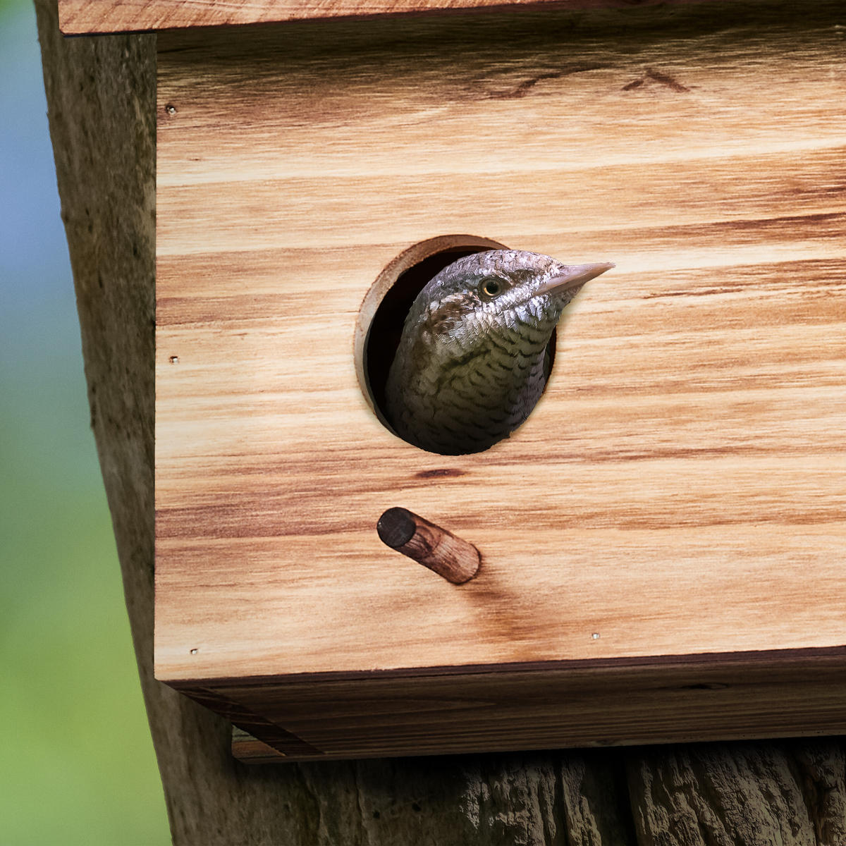 NISTKASTEN - Hellbraun, Holz (35/22/18cm) - Relaxdays