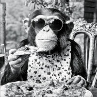 GLASBILD 50x50 cm Küche Affe schwarz weiß - Schwarz/Weiß, Glas (50/50cm) - artissimo