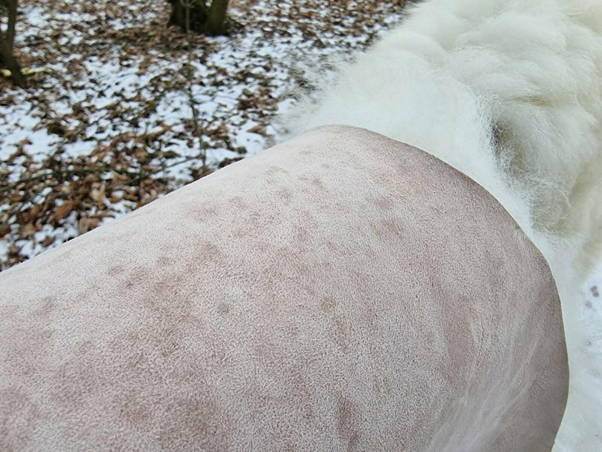 SCHAFFELL Lammfell elfenbeinfarben vegetabil gegerbt, ca. 120 cm - Weiß, Fell (70/120cm) - Provellus