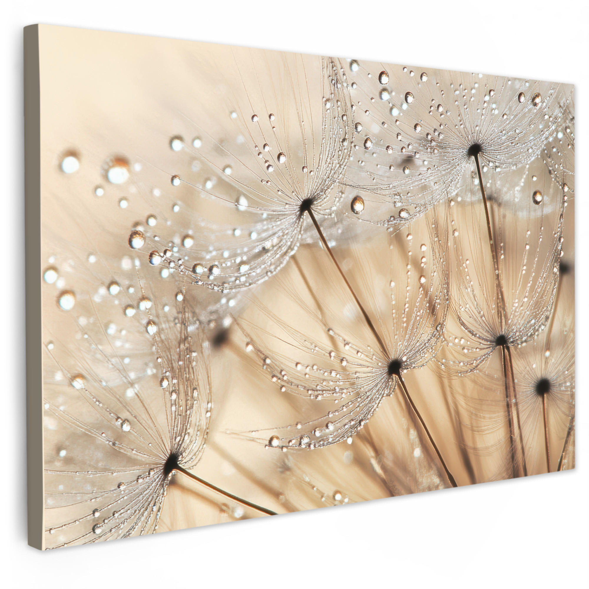 LEINWANDBILD Löwenzahn - Abstrakt - Natur - Beige Wanddeko 90x60 cm - Braun, Textil (90/60cm) - MuchoWow