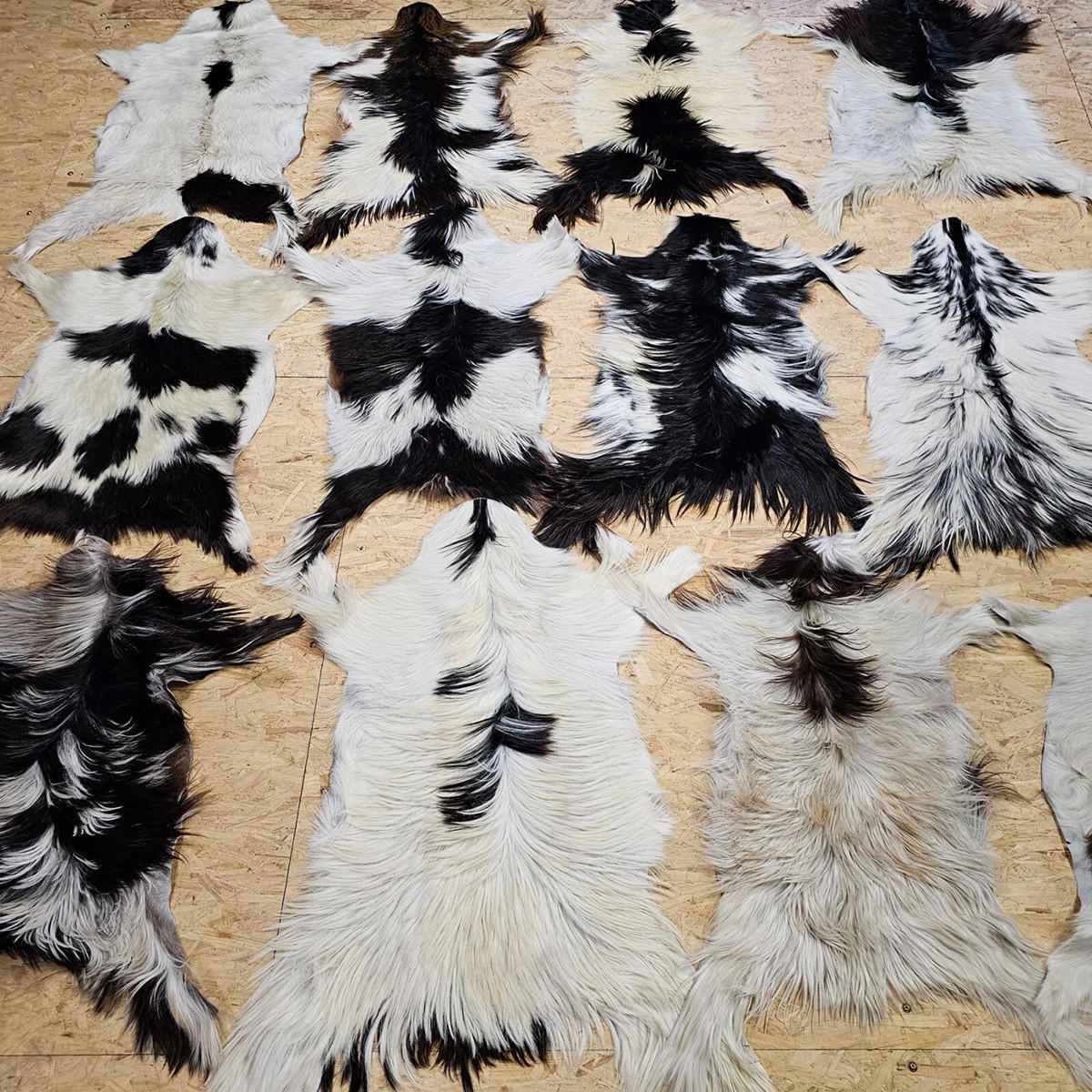 FELL Ziegenfell Schwarz-Weiß Naturfarben Teppich ca. 90 cm 1.Wahl - Schwarz/Weiß, Fell (50/90cm) - Provellus