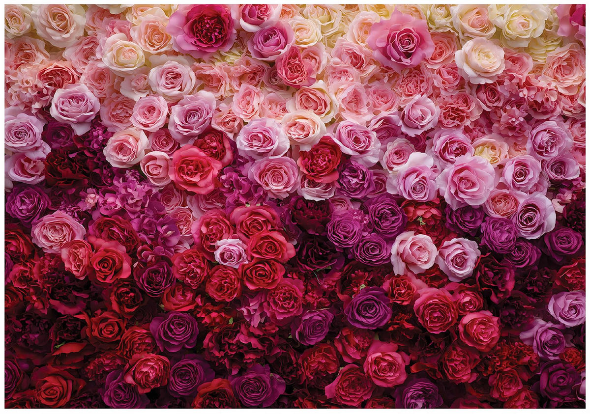 FOTOTAPETE Blumen Rosen Rosa 350x250 cm - Multicolor, Papier (350/250cm) - Wallarena