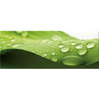 GLASBILD 80x30 cm Blatt Grün Weiß - Grün, Glas (80/30cm) - artissimo