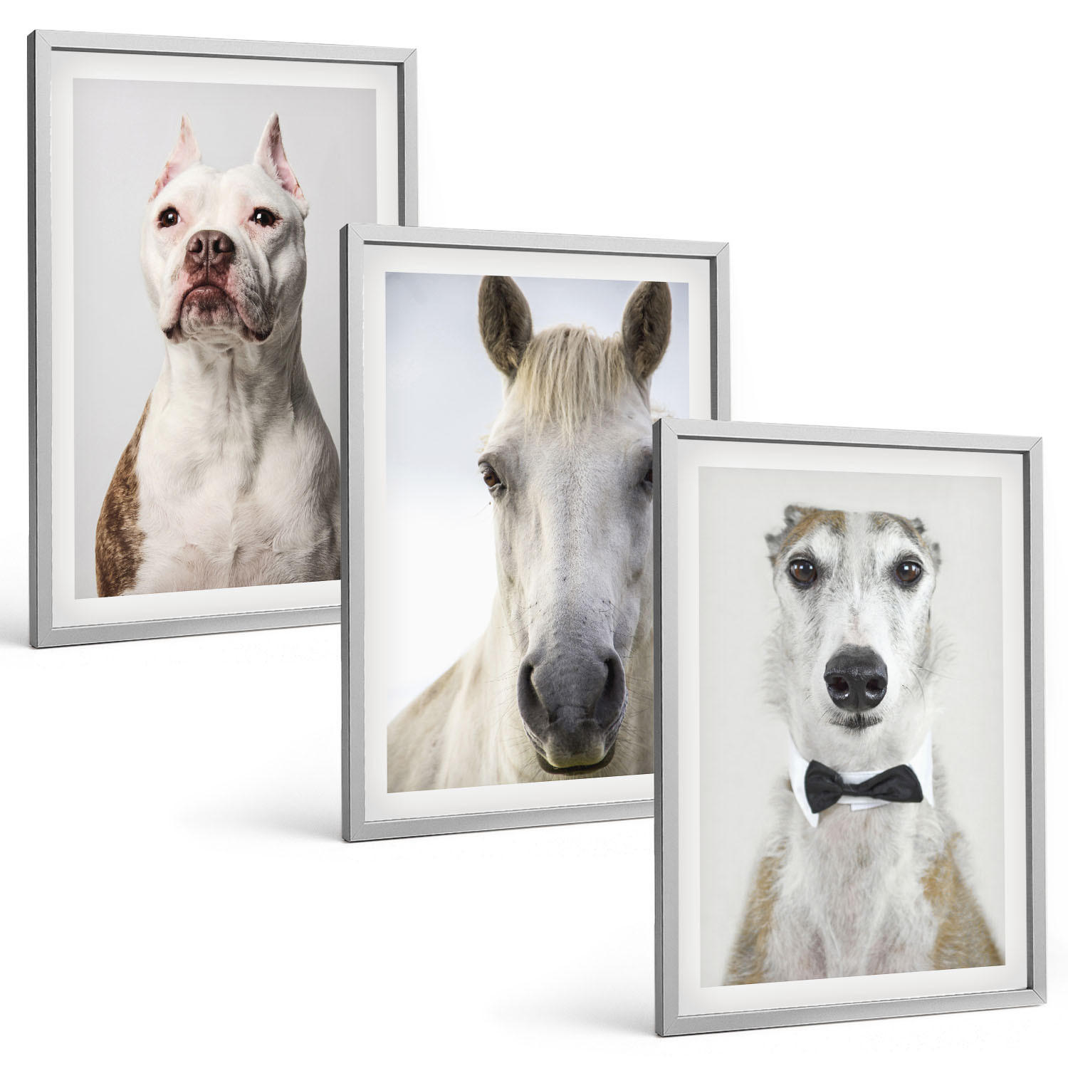 BILDER SET 3er Set - 40x60 cm Silberner Rahmen - Elegante Porträts von Hunden und Pferden - Silberfarben, Kunststoff (40/60cm) - TULUP