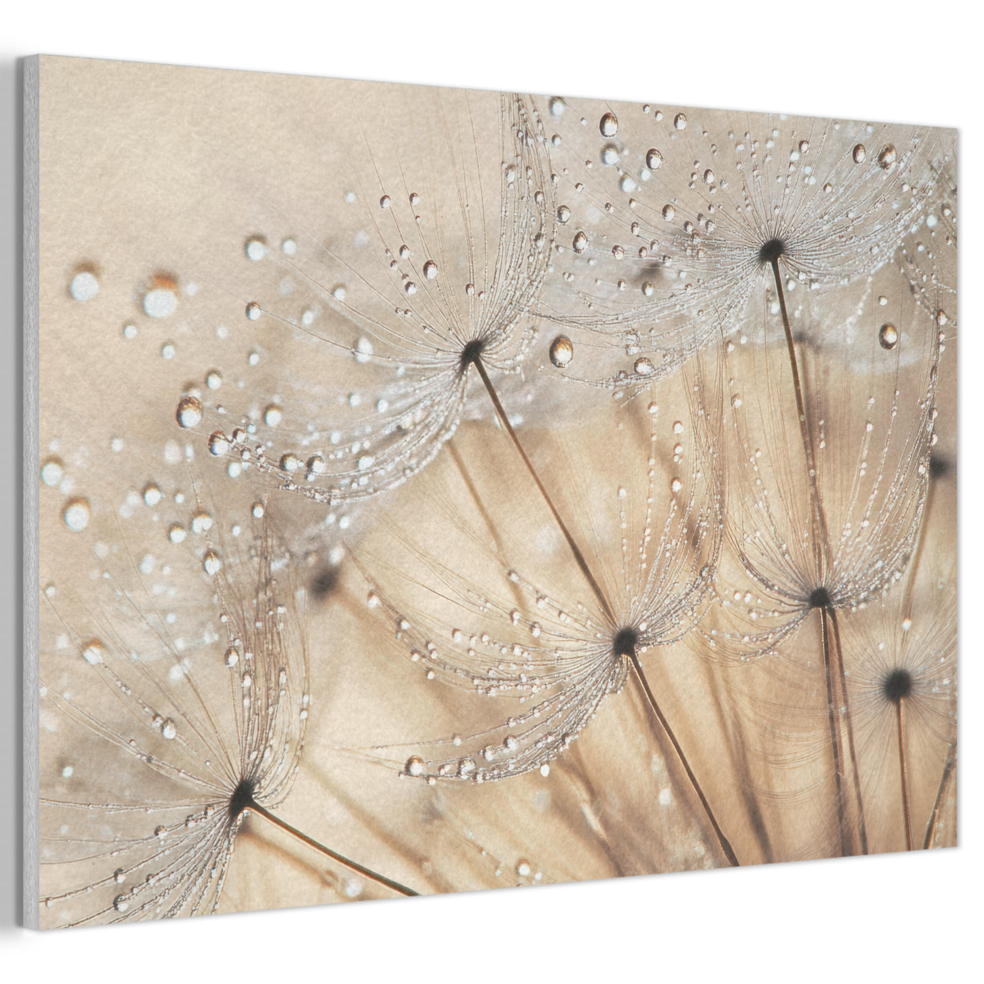 AKUSTIKBILD Löwenzahn - Abstrakt - Natur - Beige Akustikpaneele 90x60 cm - Braun, Kunststoff (90/60/0.9cm) - MuchoWow