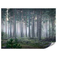 FOTOTAPETE für Wohnzimmer Nebelwald mit Bäumen Moos Grün 300x210 - Grau/Grün, Papier (300/210cm) - Muralo