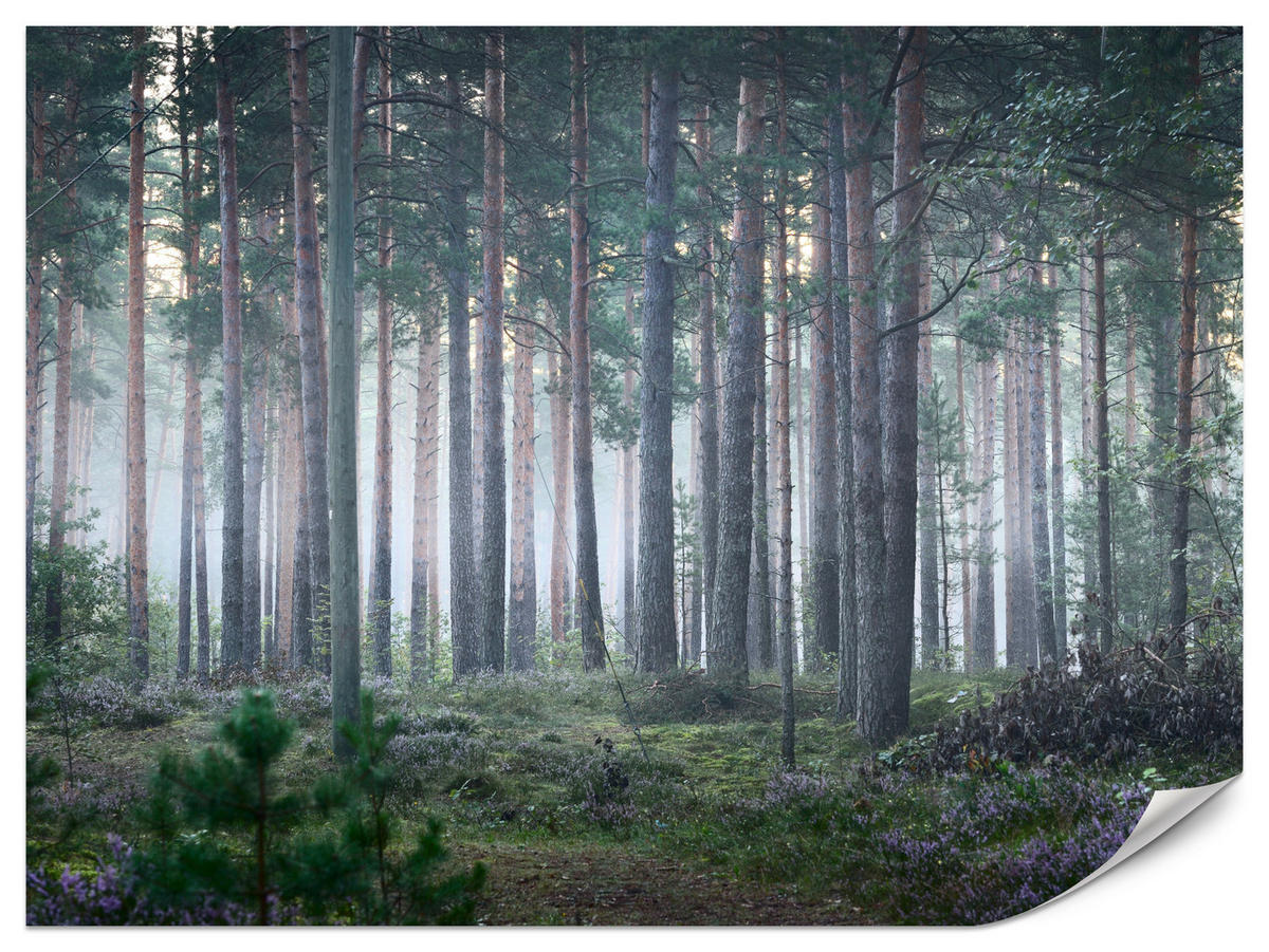 FOTOTAPETE für Wohnzimmer Nebelwald mit Bäumen Moos Grün 300x210 - Grau/Grün, Papier (300/210cm) - Muralo