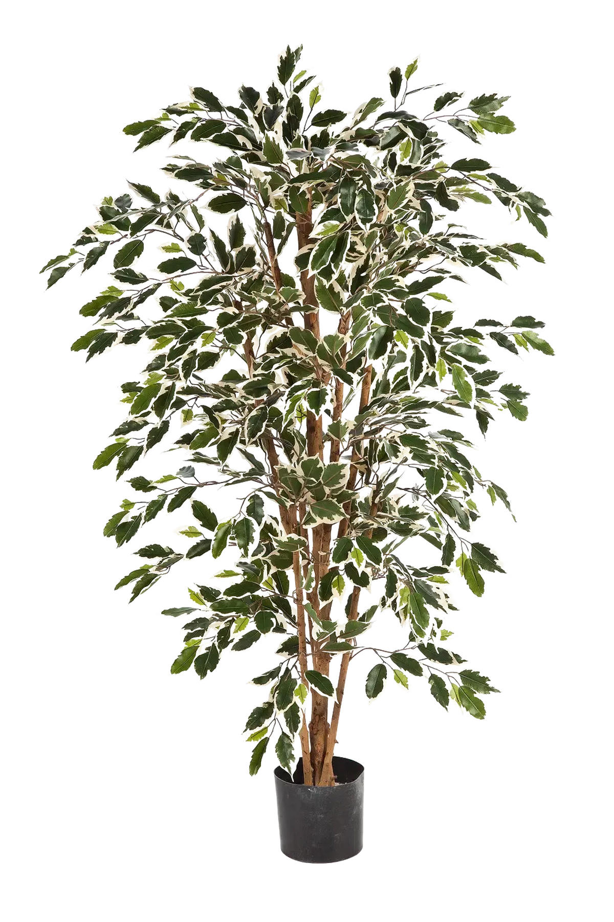 KUNSTBAUM Künstlicher Chinesischer Ficus - Ivan 150 cm - Multicolor, Kunststoff (150cm) - aplanta