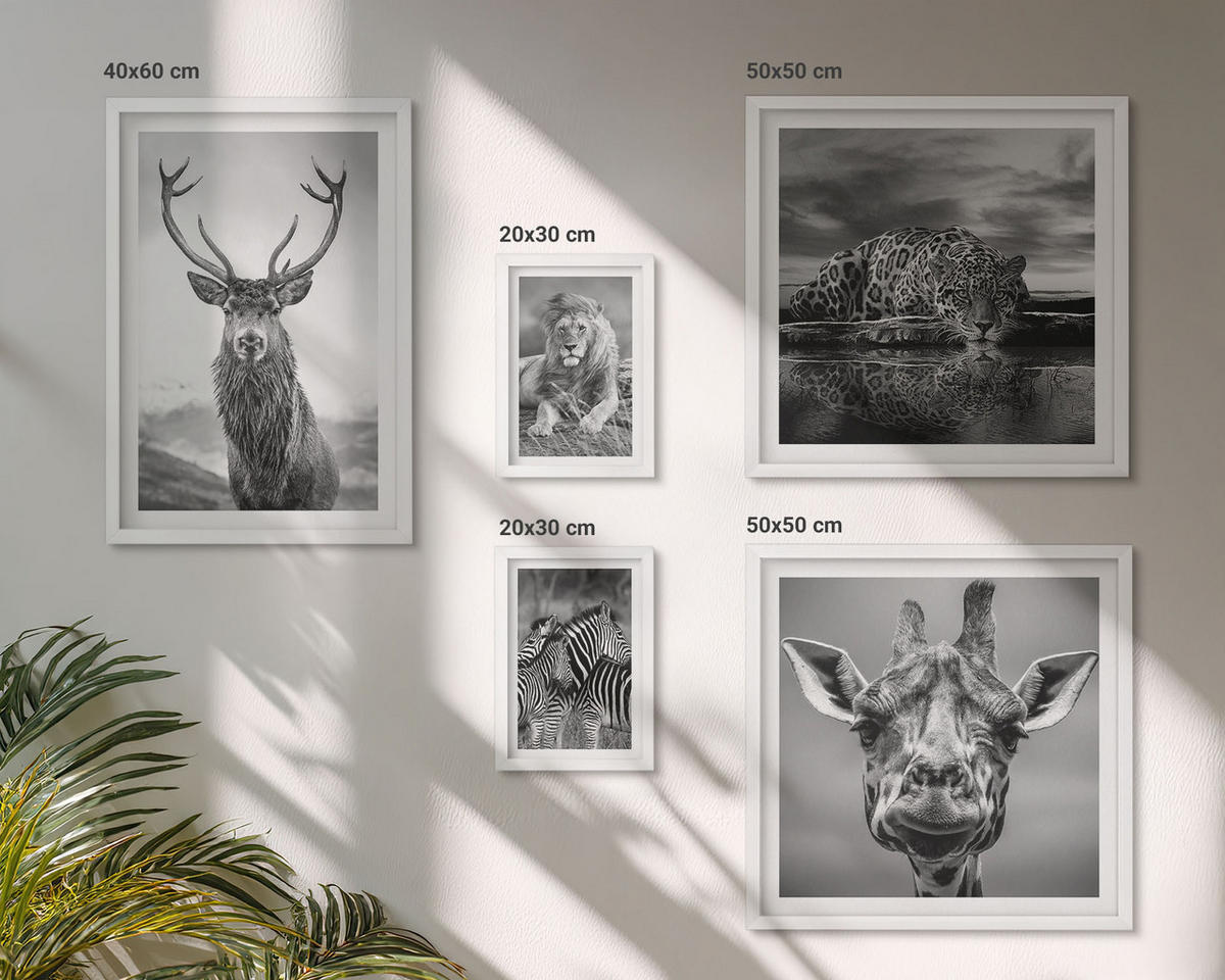 WANDBILDER 5er-Set - 50x50 cm & 20x30 cm & 40x60 cm Weißer Rahmen - Wildtiere Löwe Jaguar Giraffe Zebras - Weiß, Kunststoff (40/60cm) - ArtPrintCave