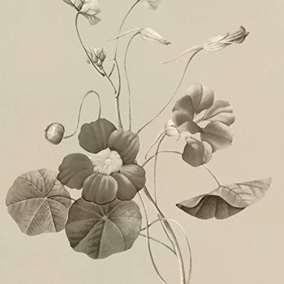 POSTER Set mit 4 Botanischen Stils Sensitive A3 Rahmenlos - Klar, Papier (29.7/3cm) - Nacnic