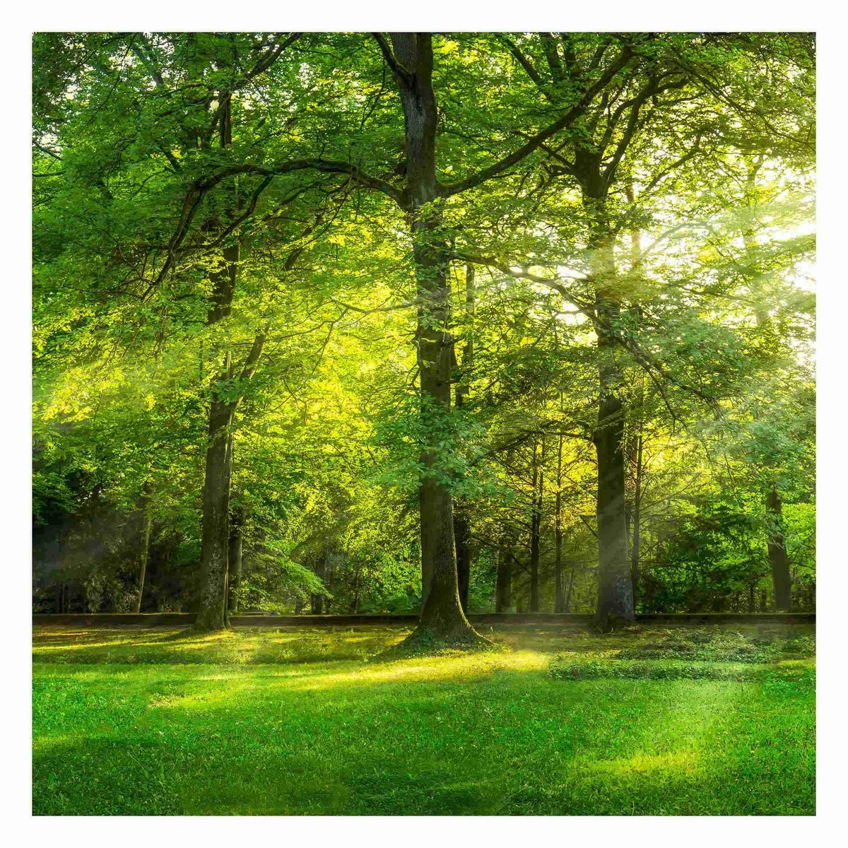 FOTOTAPETE Spaziergang im Wald 288/288 cm - Grün, Papier (288/288cm) - Bilderwelten