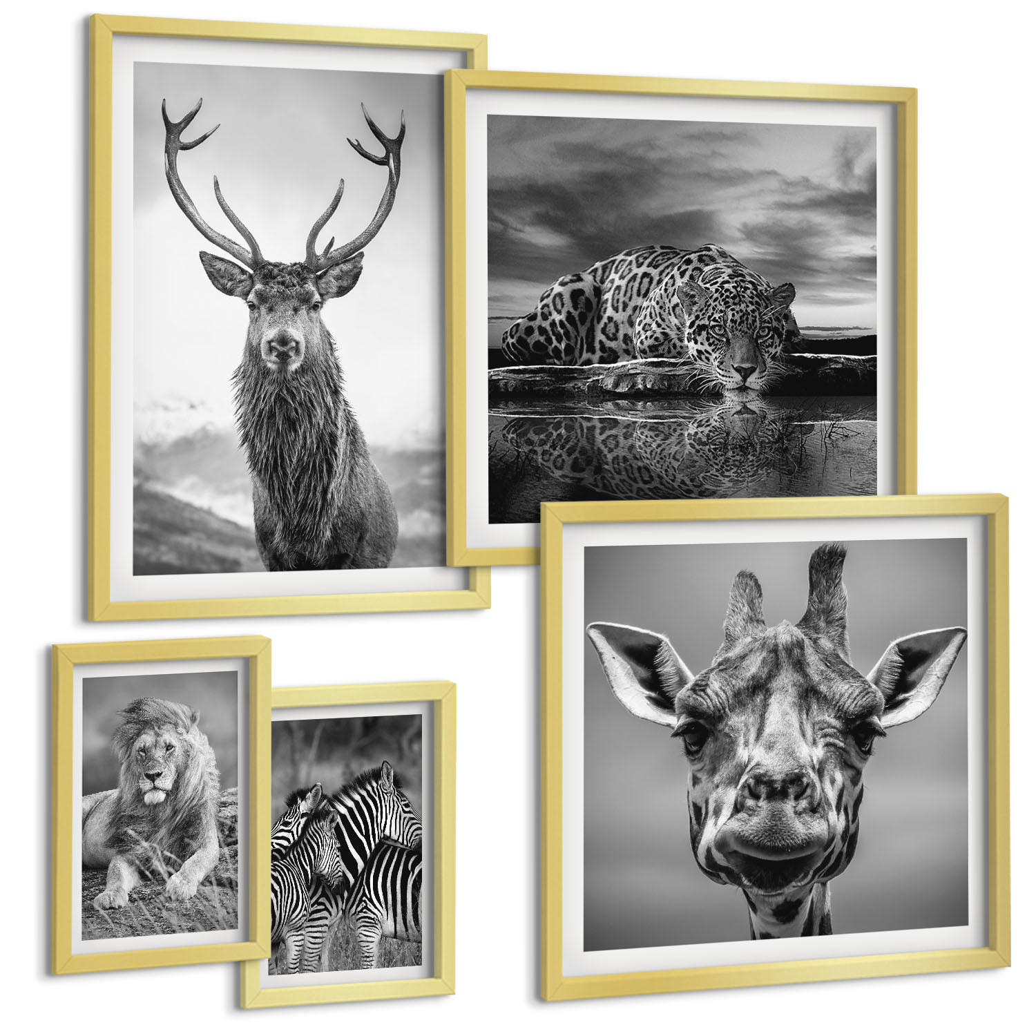 BILDER SET 5er Set - 50x50 cm & 20x30 cm & 40x60 cm Goldrahmen - Wildtiere Löwe Jaguar Giraffe Zebras - Goldfarben, Kunststoff (40/60cm) - TULUP
