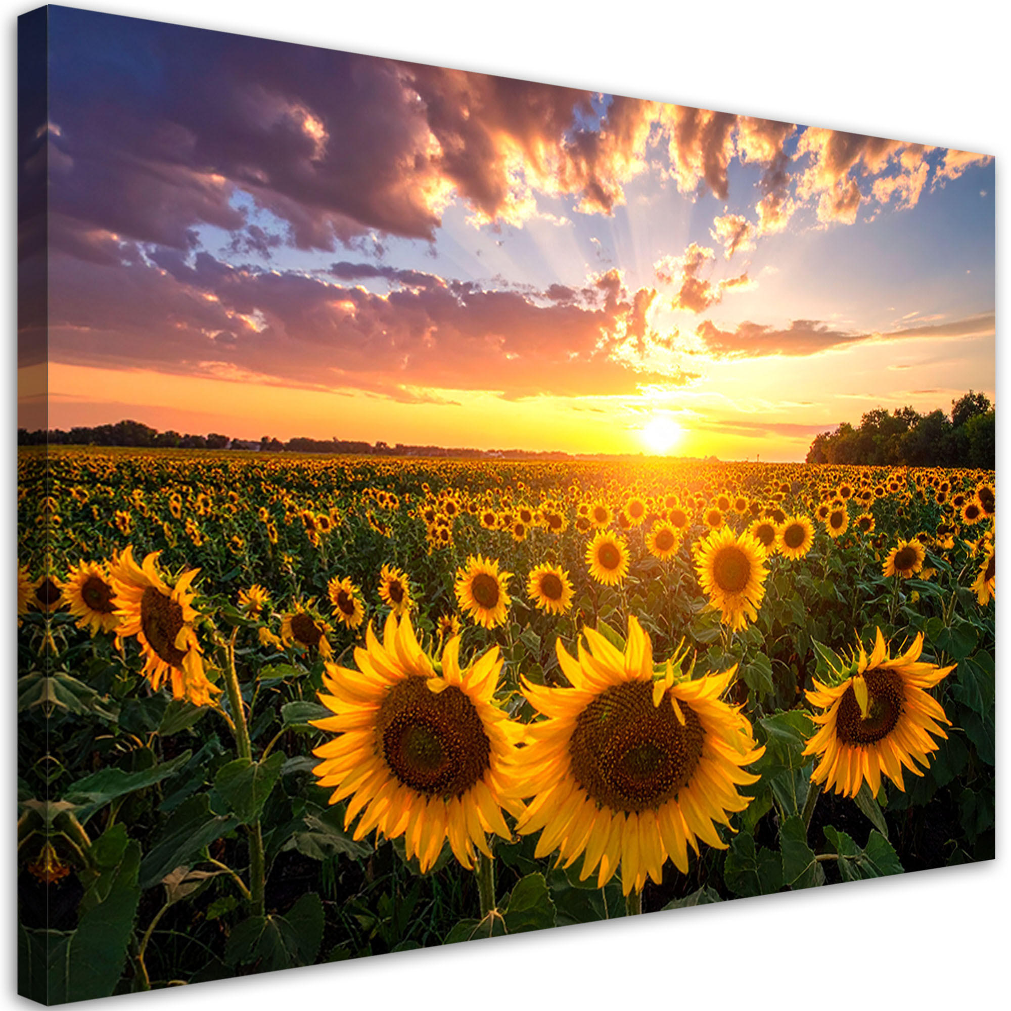 LEINWANDBILD Sonnenblumenfeld Sonnenuntergang 100x70cm - Gelb, Textil (100/70cm) - Feeby