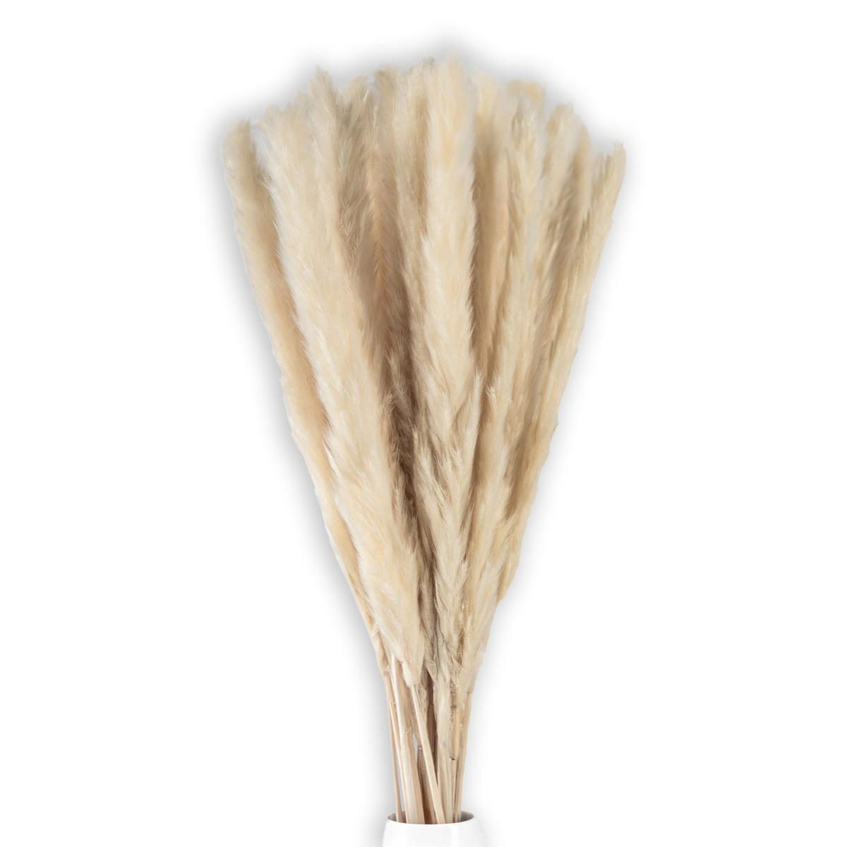 PAMPASGRAS Trockenblumen 30 Stück - Weiß, Naturmaterialien (5cm) - Intirilife