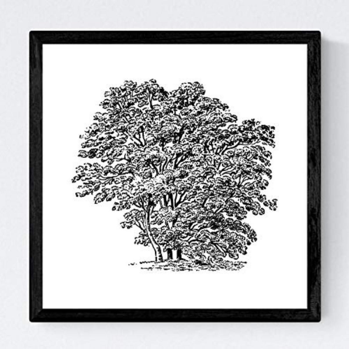 POSTER Set mit 4 Bädern Bäume variierten weißer Hintergrund 20x20cm Rahmenlos - Klar, Papier (20/3cm) - Nacnic