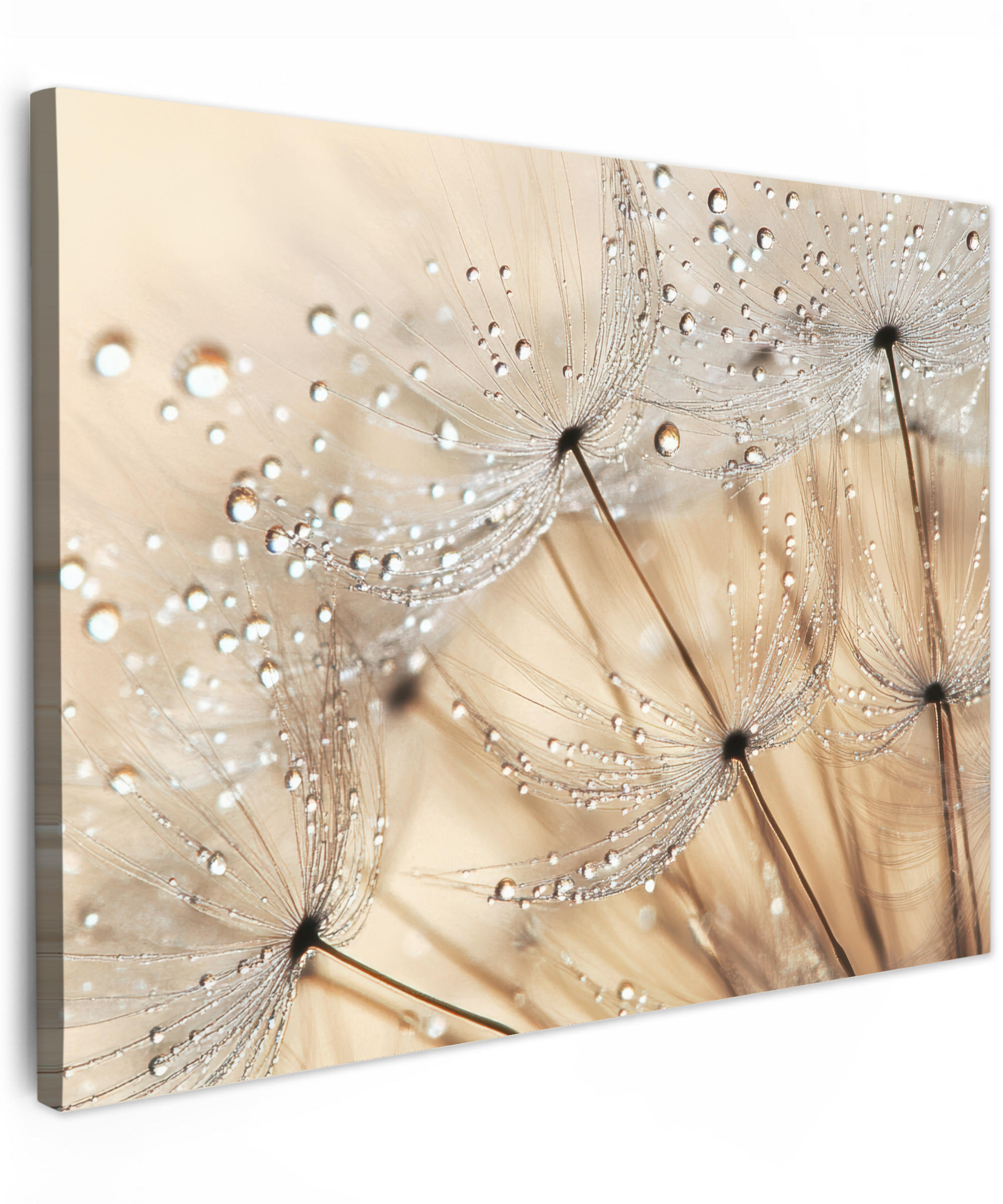 LEINWANDBILD Löwenzahn - Abstrakt - Natur - Beige Wandbilder 80x60 cm - Braun, Textil (80/60cm) - MuchoWow