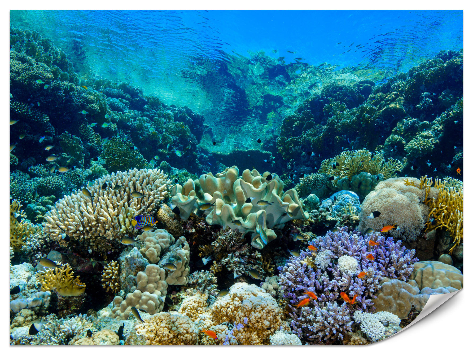 FOTOTAPETE Unterwasserwelt Korallenriff Bunte Fische Meer Natur 400x280 - Türkis/Gelb, Papier (400/280cm) - Muralo