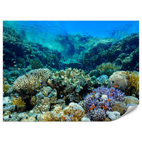 FOTOTAPETE Unterwasserwelt Korallenriff Bunte Fische Meer Natur 400x280 - Türkis/Gelb, Papier (400/280cm) - Muralo